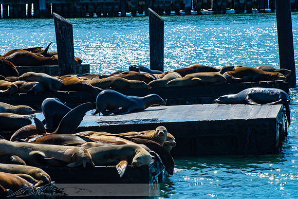 201909305568 x 371220190930-2019 siia san francisco street-DSC_0699-179-5568 x 37122