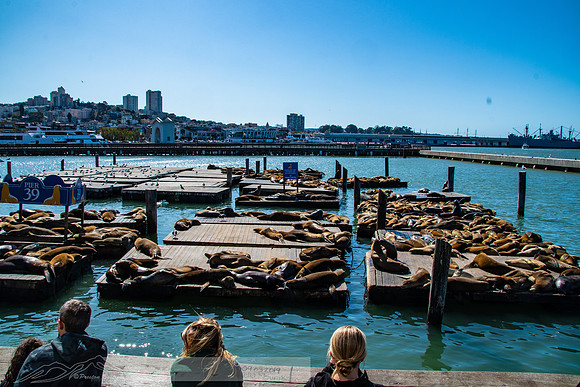 201909305568 x 371220190930-2019 siia san francisco street-DSC_0772-252-5568 x 371268