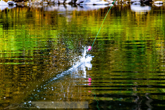 Rogue_River-37-20191018-2019 -DSC_2166-202-5568 x 3712-5568 x 3712