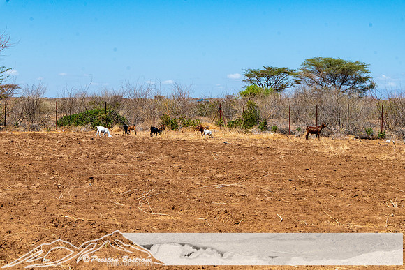 20231005-kenya-225-DSC_12121212-5568 x 3712