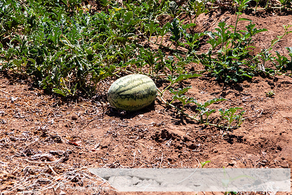 20231005-kenya-228-DSC_12151215-5568 x 3712
