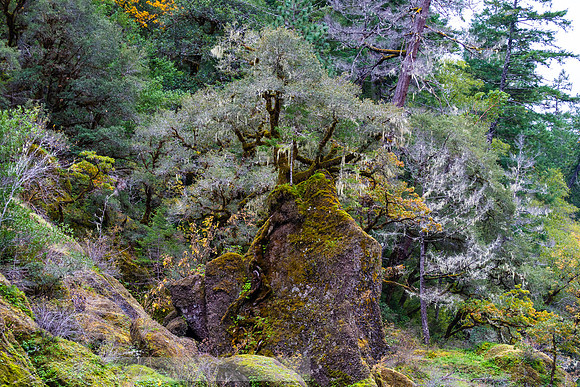 Rogue_River_slides-29-20191020-2019 rogue-DSC_3584-1007-5568 x 3712-5568 x 3712