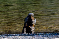2018-08-salmon_river-landscapes-0221
