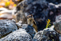 Nature/Wildlife